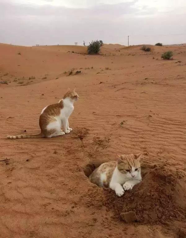 猫奴远嫁阿拉伯于是整片沙漠都变猫咪游乐园和巨大猫砂盆!