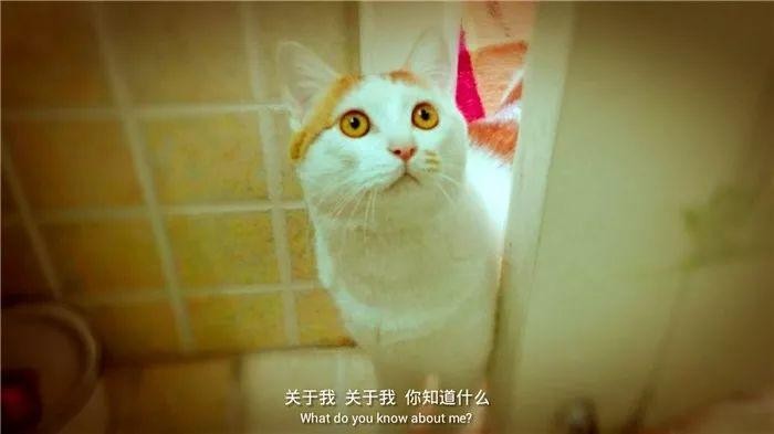 铲屎官不被允许单独上厕所背后其实有着猫咪的四种理由