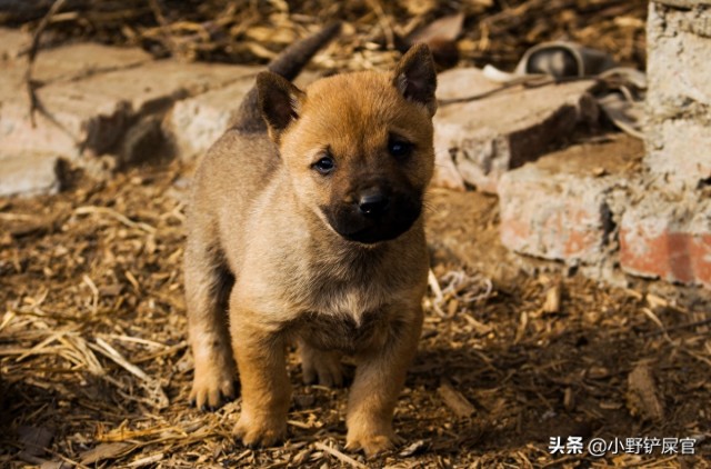 中华田园犬：我们一点都不土我们也很可爱啊